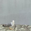 또, 올개 이미지