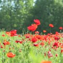 개화농장 이미지