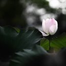 진규농장 Daum카페