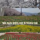 황산주 | <양산> 벚꽃 막차 타고 왔더니 다음 꽃 준비돼있더라. 양산 황산공원 다녀온 후기 🌸
