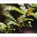 호룡곡산 구름다리 | 무의도 국사봉-호룡곡산 산행(2026.05.01)