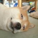 매운양푼왕갈비 이미지