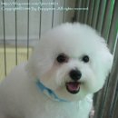 슈슈퍼피 이미지