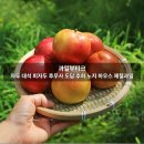 자두 대석 피자두 후무사 도담 추희 노지 하우스 제철과일 한 달 써본 솔직 후기