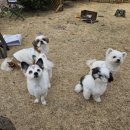 피플앤독 이미지