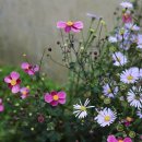 해피케어 이미지