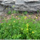 고바우산장 이미지