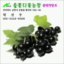 장일농장 | ChatGPT 에게 물어 본 성장호르몬과 블랙커런트의 역할 [1년 365일 블랙커런트구입하는곳]