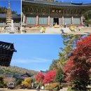 11월1일(토)~2일(일) 깊어가는 가을, 고원 청정지대 ＜평창＞, 월정사 전나무숲길 산책, 단풍 구경하며 힐링여행 즐겨요~~ 이미지