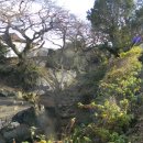 명월 팽나무군락 이미지