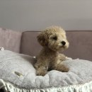 메르시 동물병원 이미지