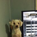 쇼미더멍 이미지