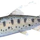 화천농협주유소 이미지