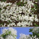 5월을 맞이하는 하얀 꽃 이미지
