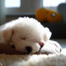 리사앤루이 프리덤 네이버블로그