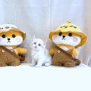 분당캣