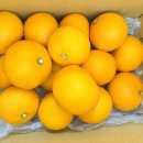 봄향기 | 입안 가득 퍼지는 봄의 향기! 천혜향 후기!