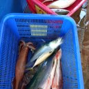 월산 인생포차 | 동해 묵호항 수산시장에서 회 포장해 망상해수욕장서 즐기기