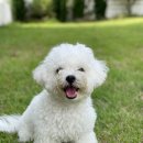 댕댕놀이터 아라점 이미지