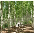 5월 25일(일) 인제 속삭이는 자작나무숲 힐링트레킹 이미지