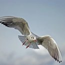 갈매기꿈 이미지