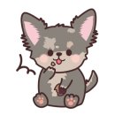 까비애견 이미지