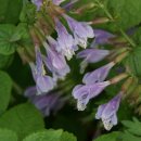 양평-용문-용문-2 이미지