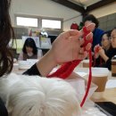 하이펫 애견샵 이미지