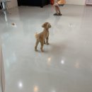 댕댕이 보호구역 이미지