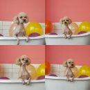 멍냥이발소 이미지