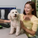 호랑이 동물병원 이미지