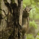 람쥐야 도토리 이미지