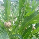 대견농장 이미지