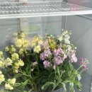 꽃블리안양범계역점 이미지