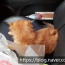 홍상희동물병원 이미지