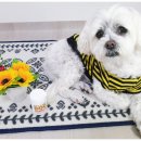 DOG&U 이미지