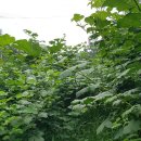 8월23일 화＜또 정글속으로＞ 이미지