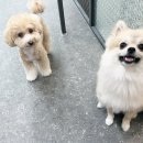 나나리펫하우스 이미지