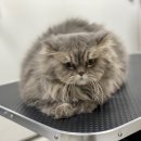 쥬디캣(Judy Cat) | 믿고 맡기는 부산 고양이 무마취미용 쥬디캣