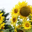 벌과나비 이미지