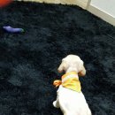 천상모모 이미지