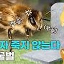 꿀벌과일