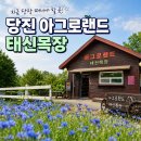 (연휴번개힐링여행) 5월25일 드넓은 초원 위 푸른물결~유럽감성 가득한 예산 아그로랜드 수레국화 &amp; 예당호출렁다리 이미지