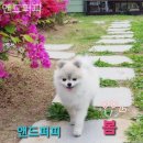 앤드퍼피 이미지