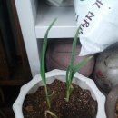 가좌농장 이미지