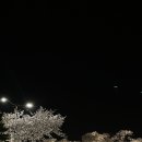 어느봄날 | 어느 봄날의 경주와 벚꽃 마라톤