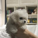 건강한 강아지 이미지