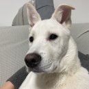[너를 위한 카페] 동탄 대형견도 입장이 가능한 실내 애견카페 추천💚