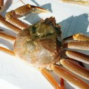 영덕대게 이미지