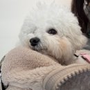 눈카페 | 일산 실내애견동반카페 관산동 눈눈디저트 만족후기
